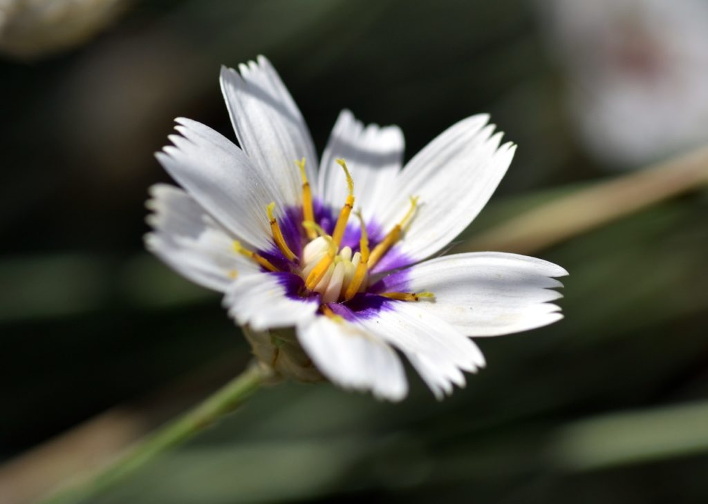 close-up of the white flower from a Cupid's Dart 'Alba' plant with a purple centre and yellow stamens