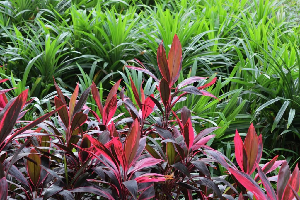 cabbage palm plants with purple, red and black leaves