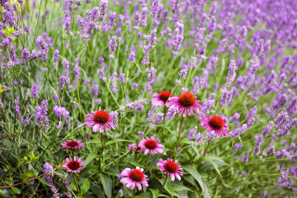 purple coneflowers growing in front of a field of lavender plants with purple flowers on tall stems