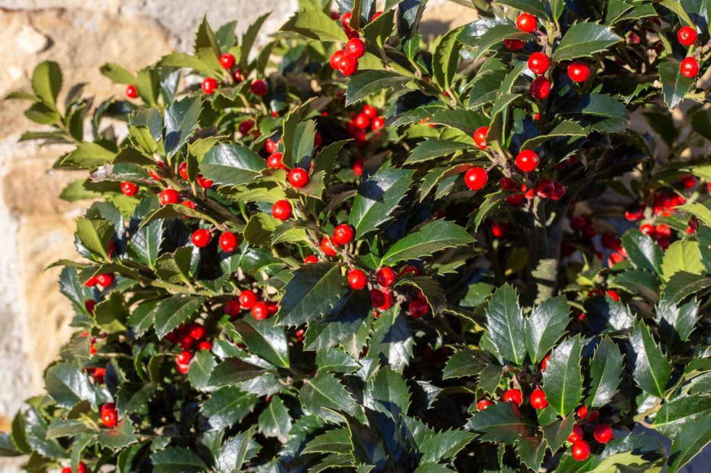 Ilex aquifolium shrub with sharp rigid leaves and round red glossy berries growing outside in front of a stone wall
