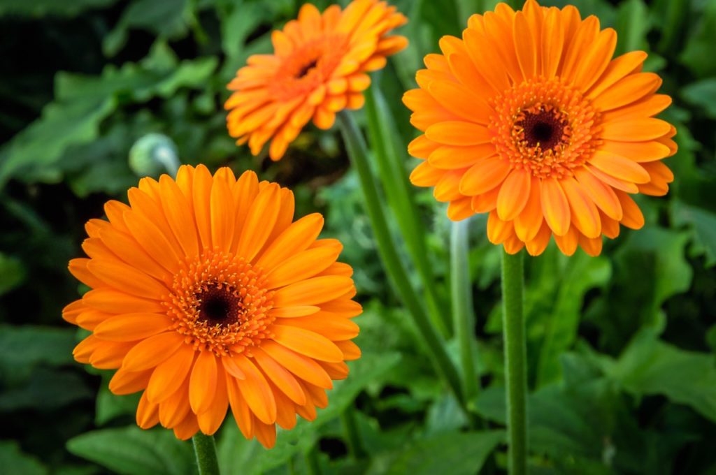 open orange flowering gerbera daisies