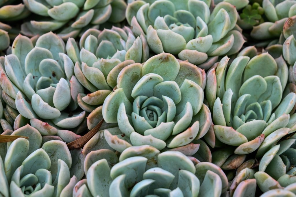 Echeveria albicans plants with red and green waxy leaves