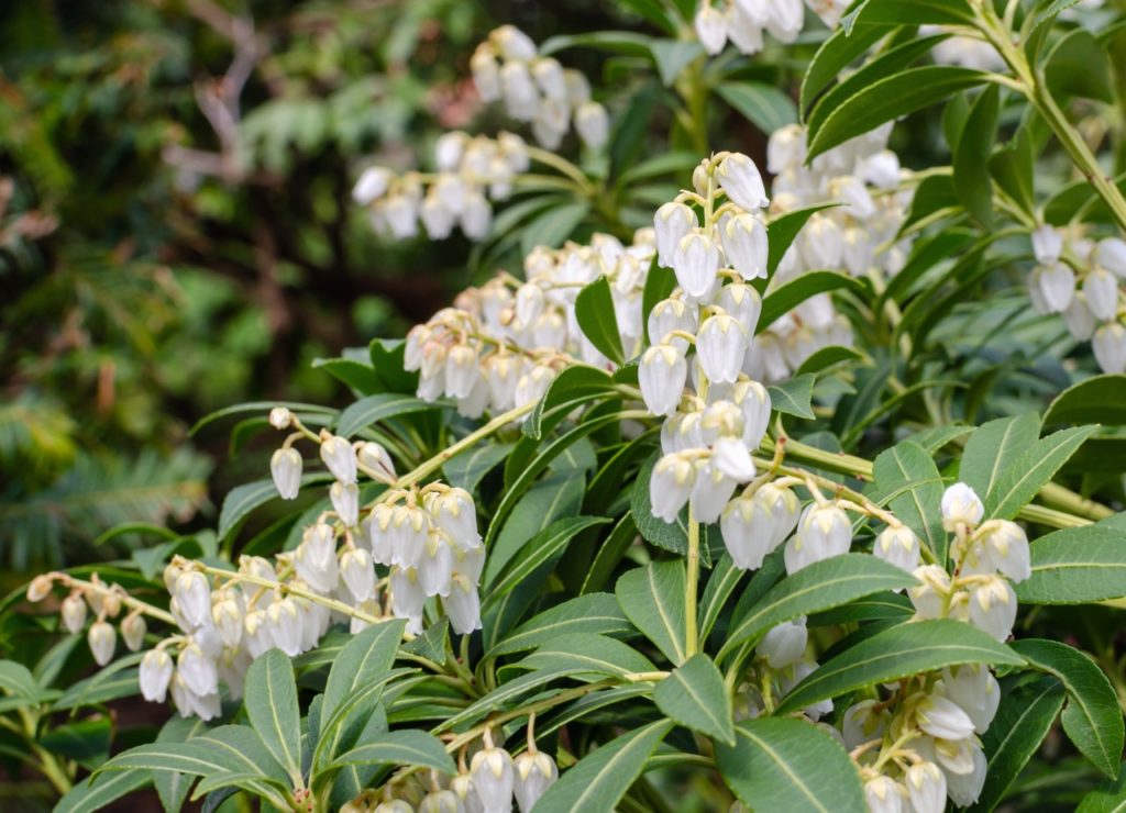 pure white bell-shaped flowers from a pieris 'purity' shrub