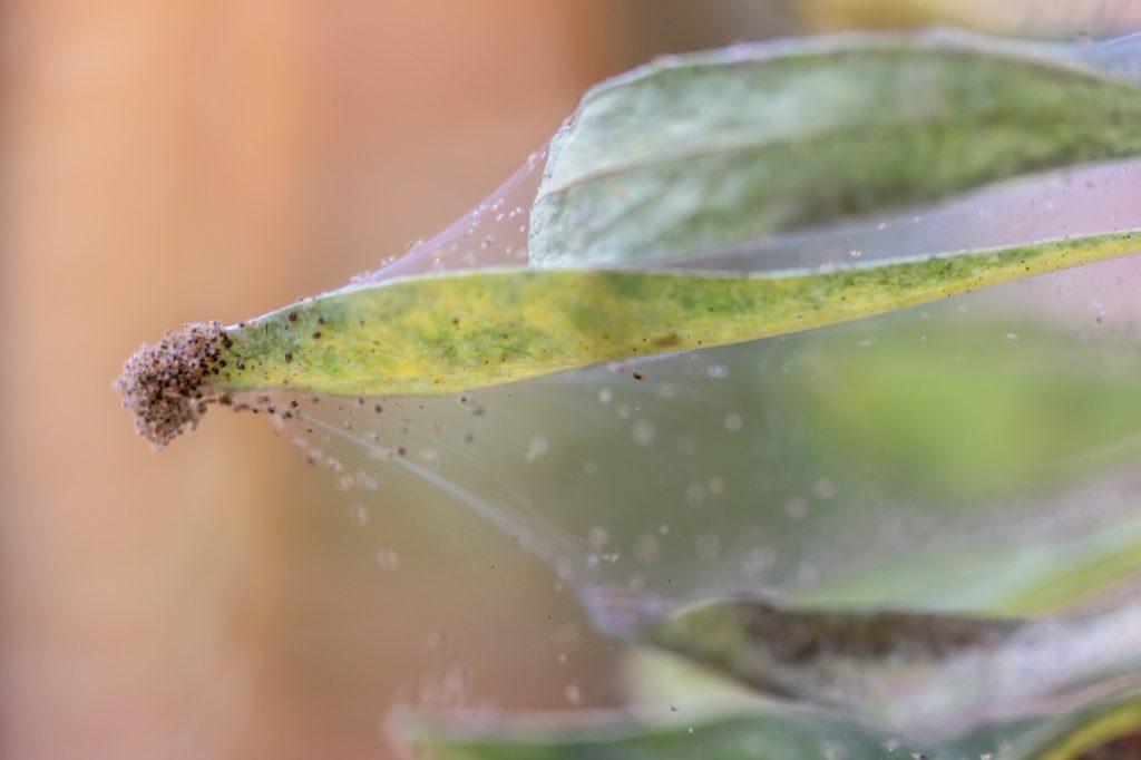 a web covering the leaves of a houseplant with spider mites clustered on the end of the leaf