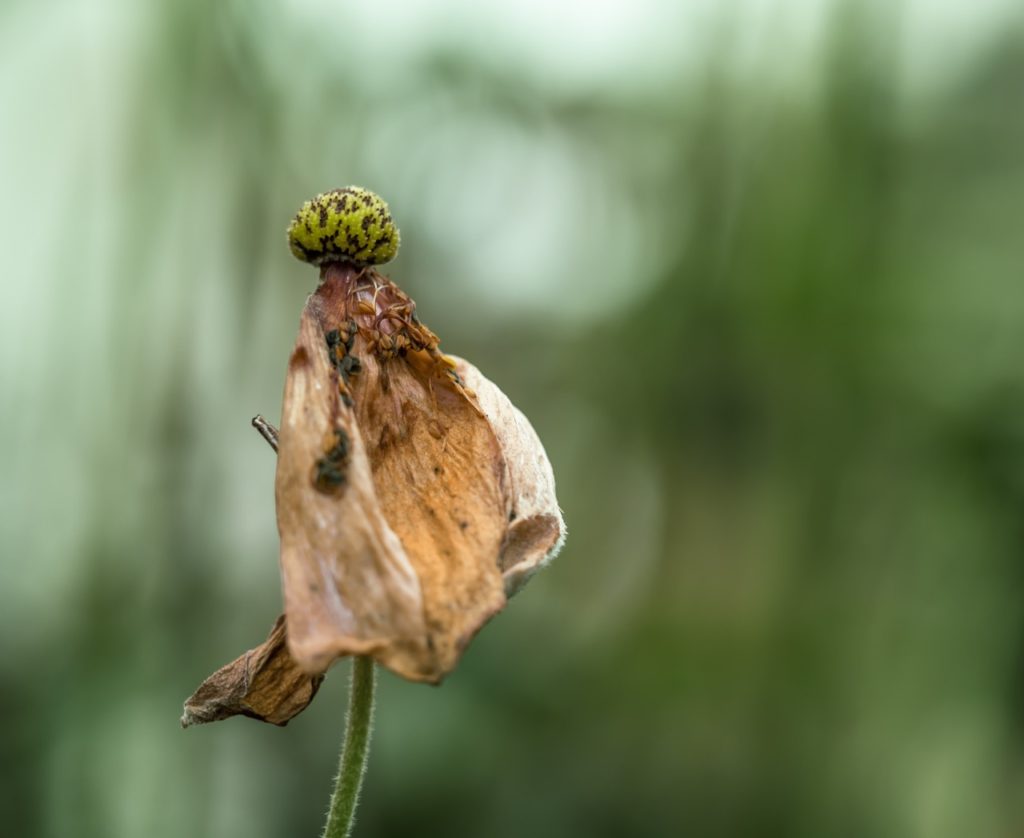 close-up of a dying anemone plant with brown, wilted petals growing on a tall stem