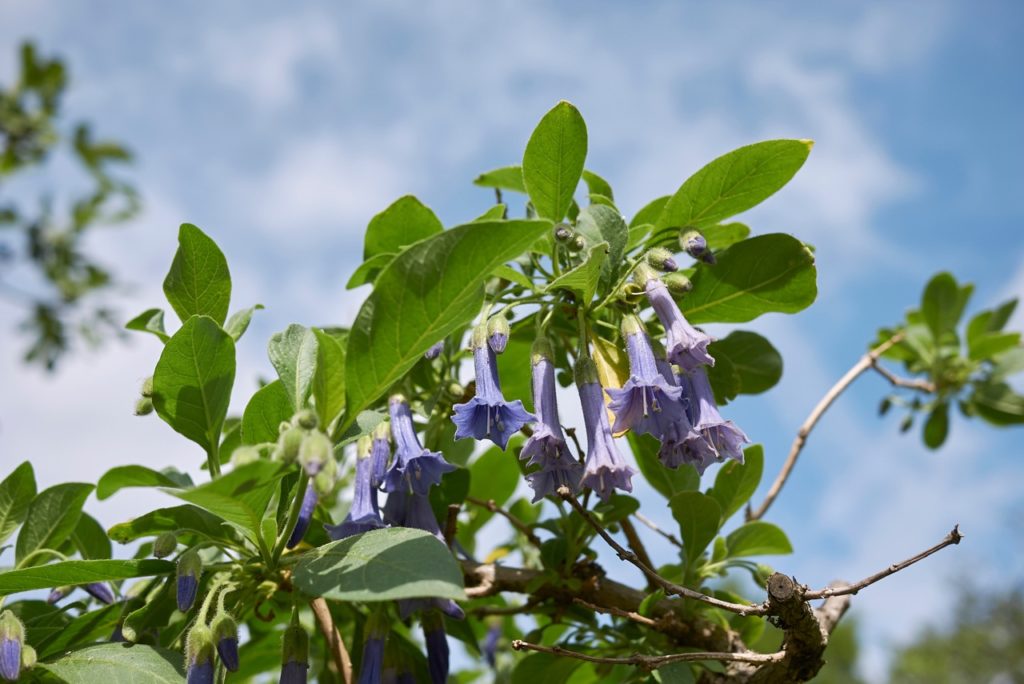 mini angel's trumpet plant with lots of tiny blue bell-shaped flowers growing from branches covered in green leaves with a blue sky background