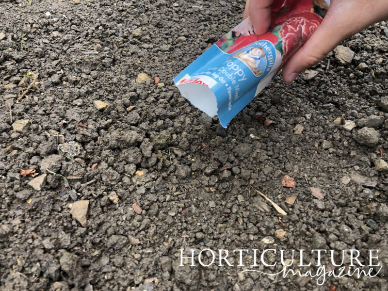 Poppies Are Easily Grown From Seed Between March And May - Here’s The ...