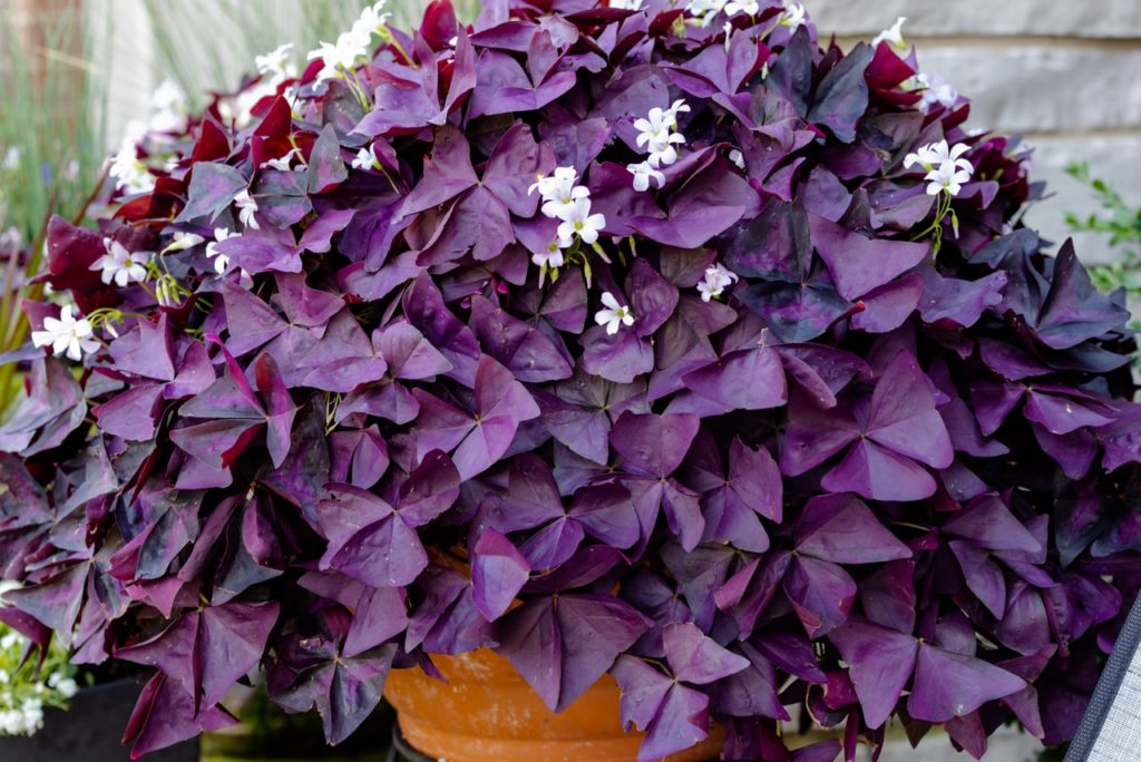 oxalis triangularis plant with clover-shaped purple leaves and small white star-shaped flowers growing in a container