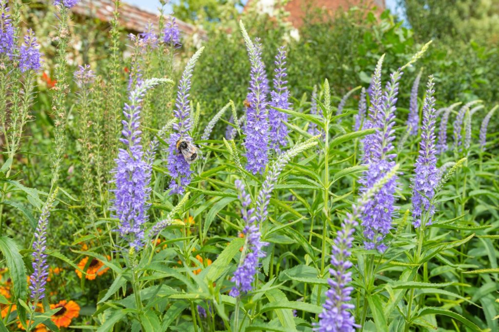 veronica longifolia plant with purple flowers growing on tall stems with multiple bees harvesting pollen