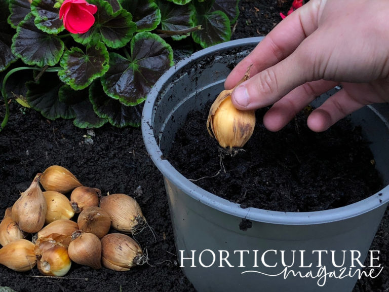 Planting & Growing Daffodils In Pots Horticulture.co.uk