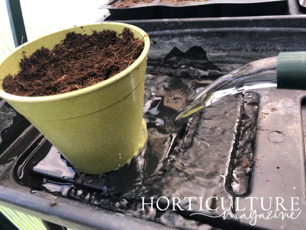 a green pot that has yet to sprout in a tray that is being filled with water