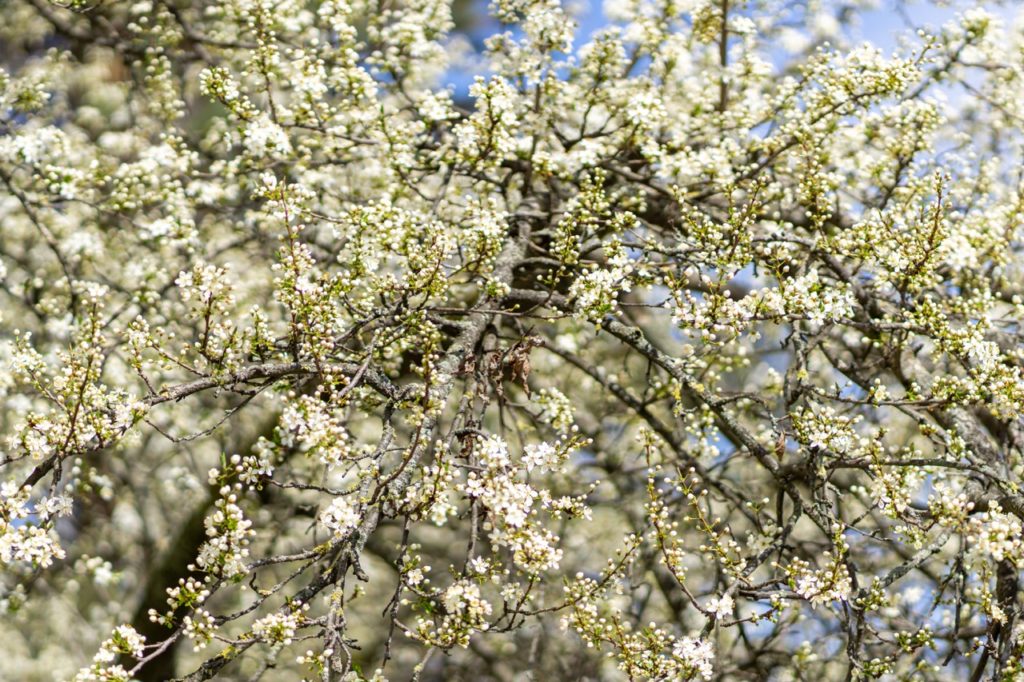 a large Callery pear tree with its branches covered in white blossom growing in front of a blue sky