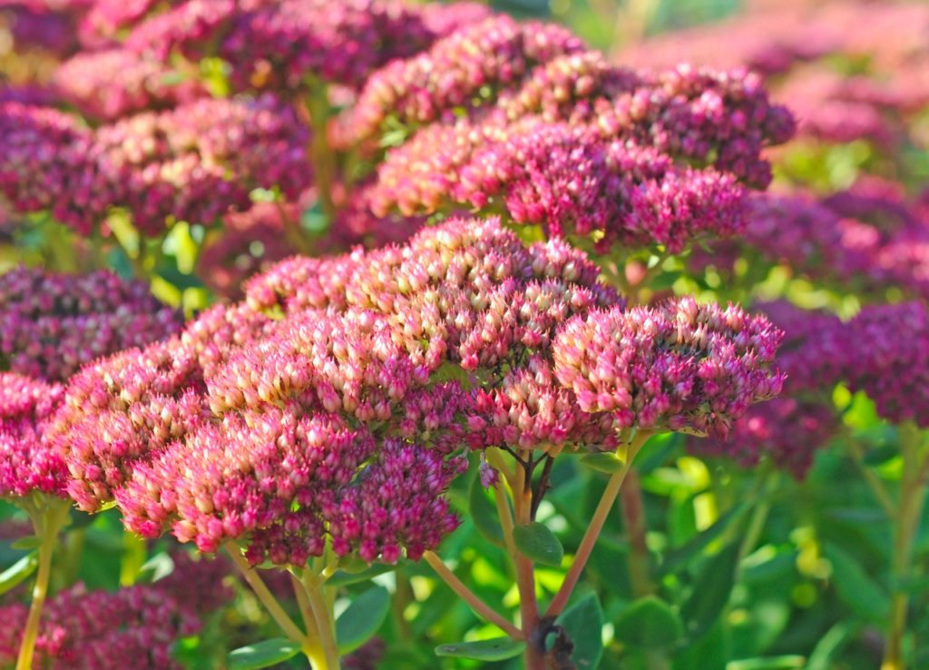 orpine plants with pink flowering flattop clusters on tall stems growing in large numbers in a field