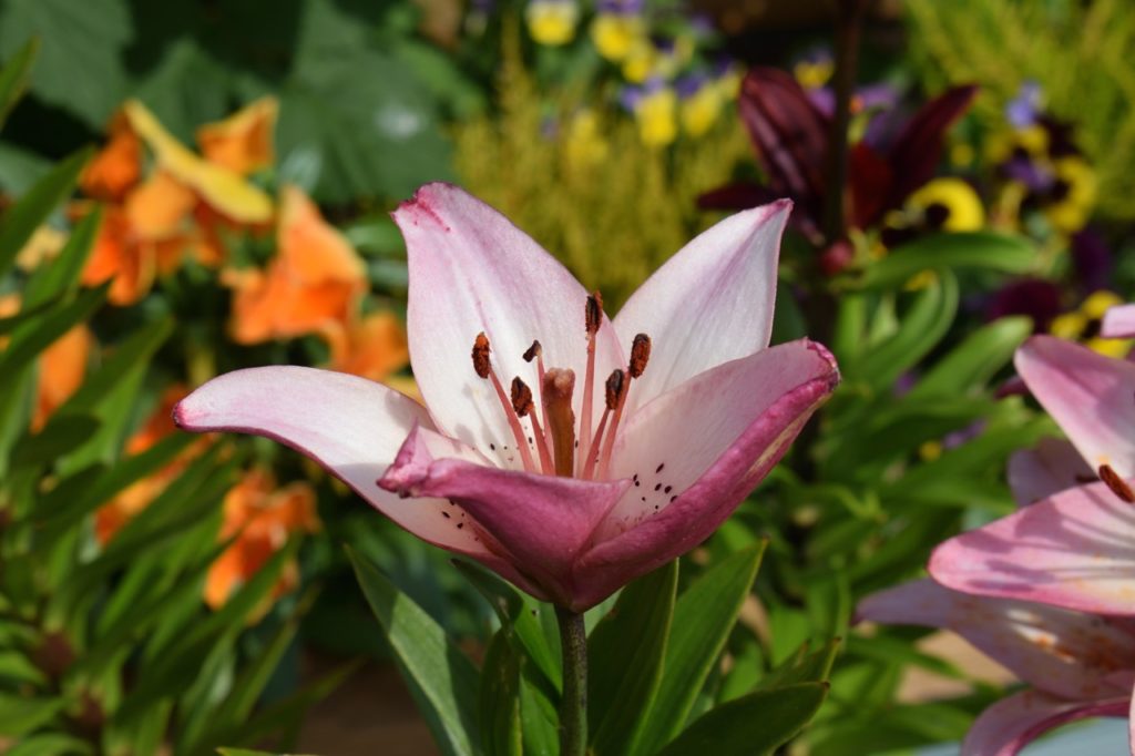 close-up of a lily 'star gazer' flower with white and pink petals flecked with brown spots