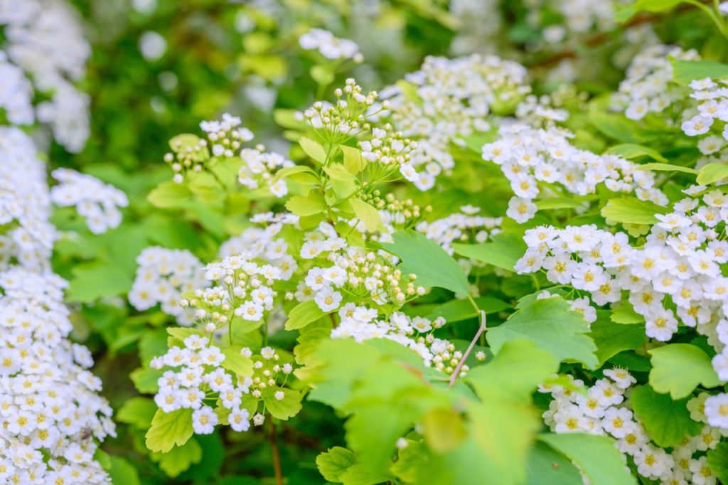 white flowering Lobularis maritima plant with tiny clustered flowers