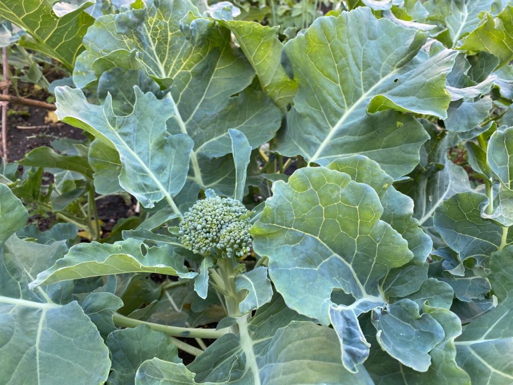 a broccoli plant with large green leaves growing in a vegetable garden outside