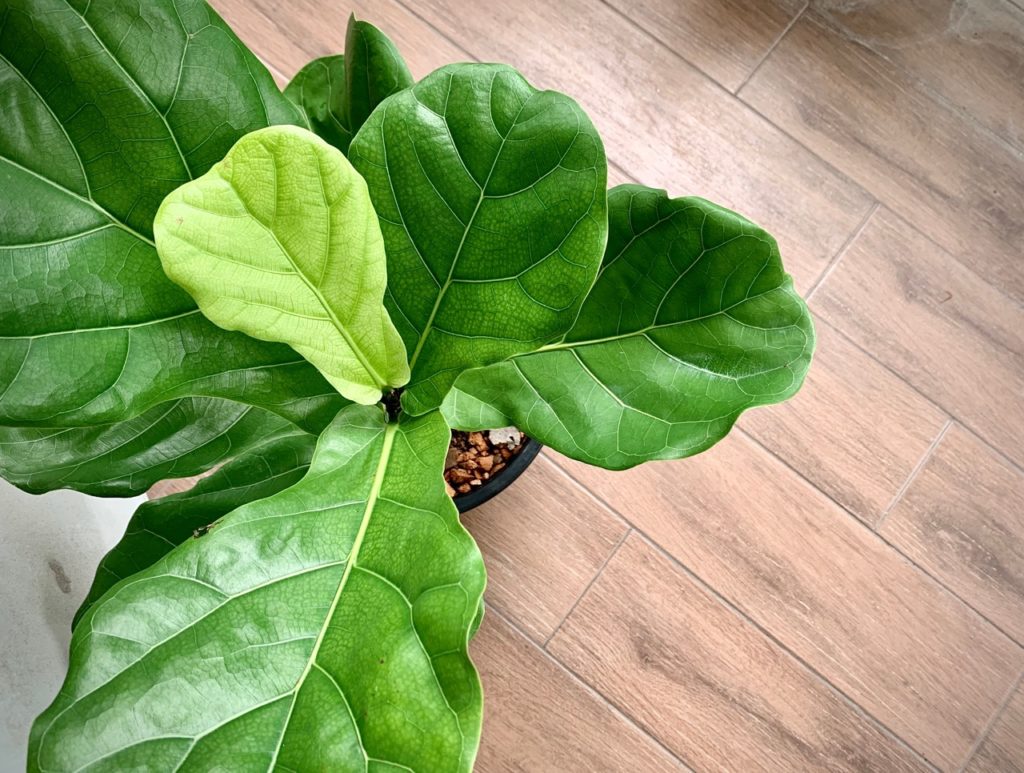 sunlit drenched large green leaves from a fiddle leaf fig tree growing inside on a wooden laminated floor