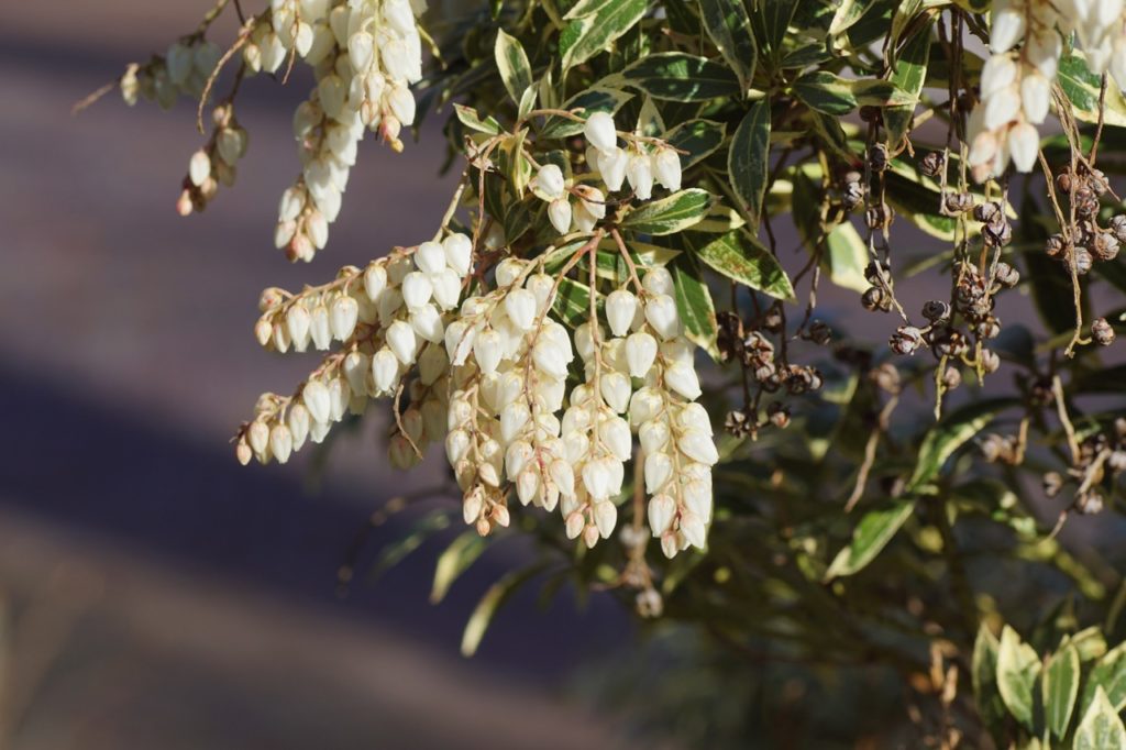 pieris japonica 'Sarabande'
