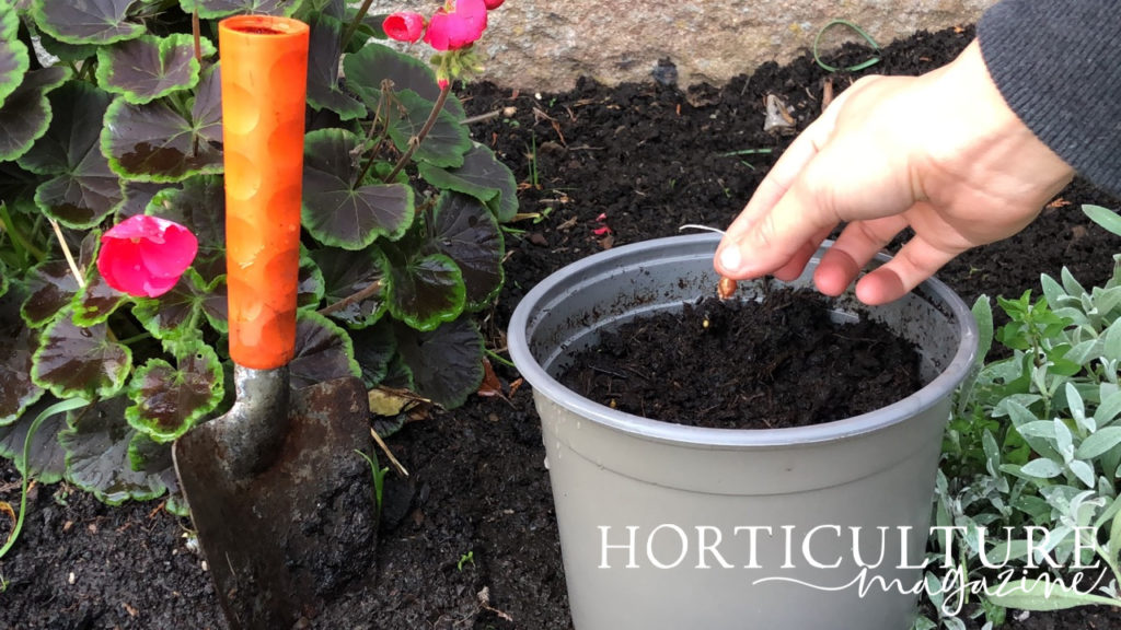 gardener shown planting a tiny oxalis bulb into a container that has been placed in a raised garden bed next to a pink flowering geranium plant and orange trowel