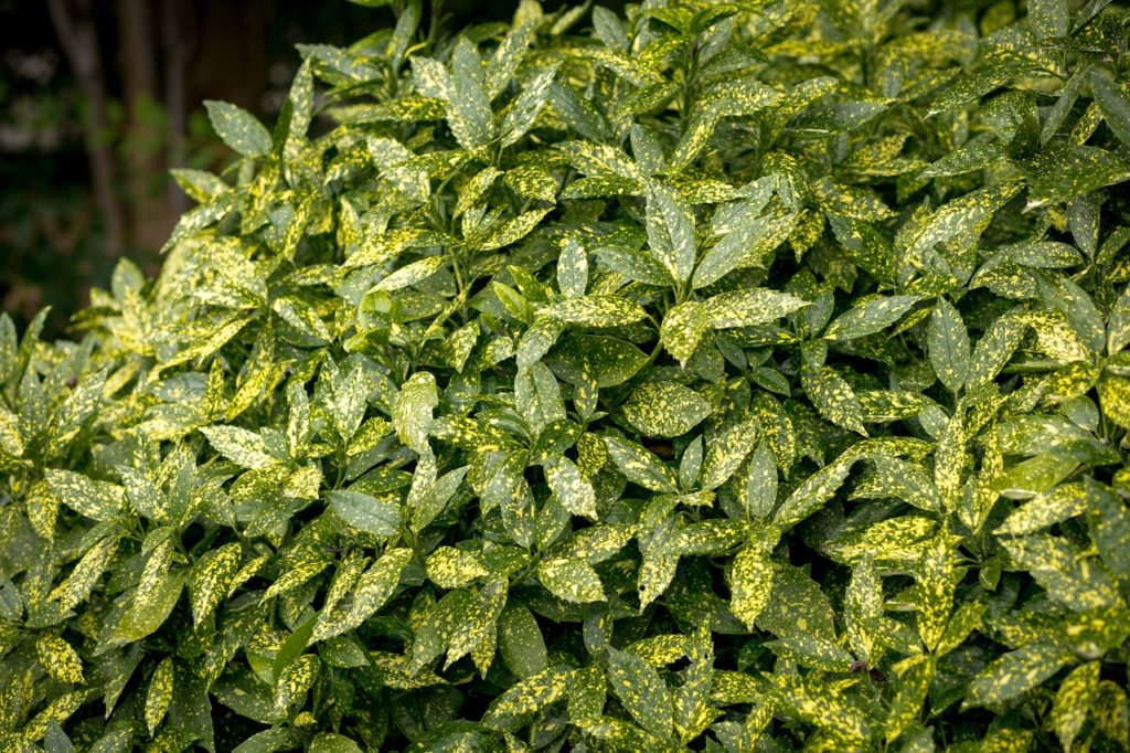 Aucuba japonica shrub with green and yellow variegated leaves growing outdoors