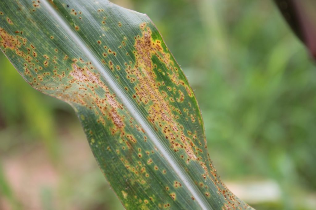 the leaf of a plant that has been affected by rust and is covered in yellow and brown spots