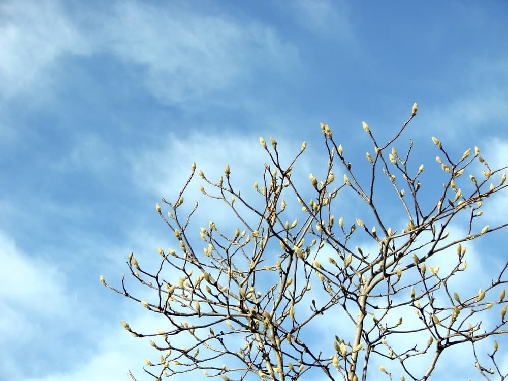 branches of magnolia shown against a cloudy blue sky