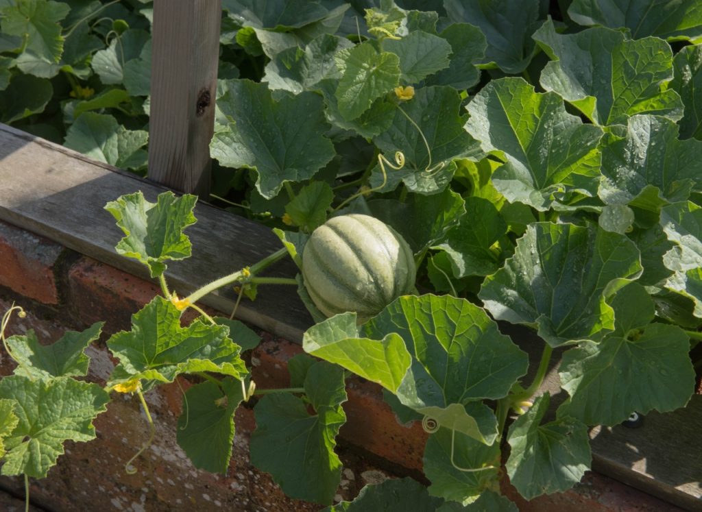 a green melon 'emir' plant with large leaves and a round, big fruit growing in a raised bed