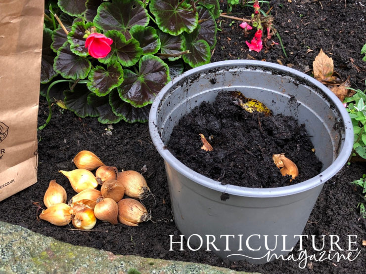 Planting & Growing Daffodils In Pots Horticulture.co.uk