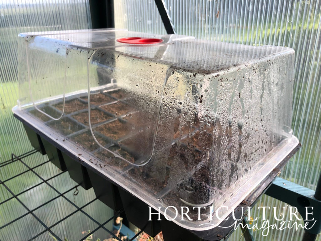 large plastic propagator inside a greenhouse