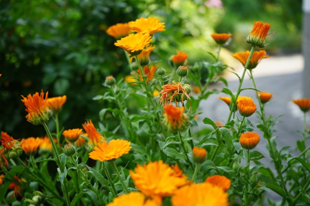 Calendula officinalis with orange daisy-like blooms and curling leaves