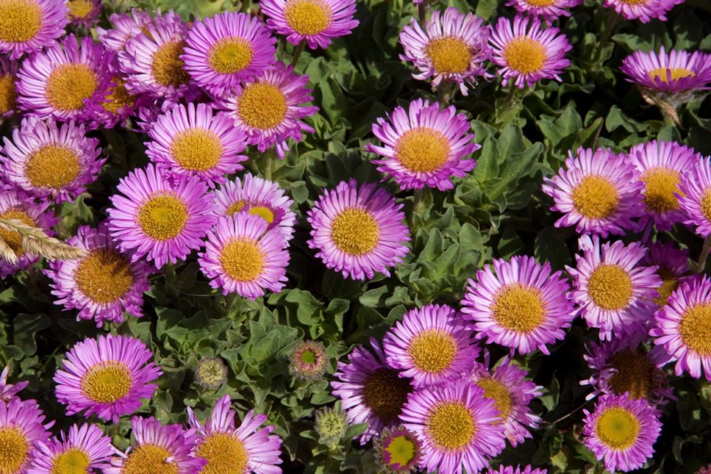 pink flowering beach asters with yellow centres and ruffled green leaves