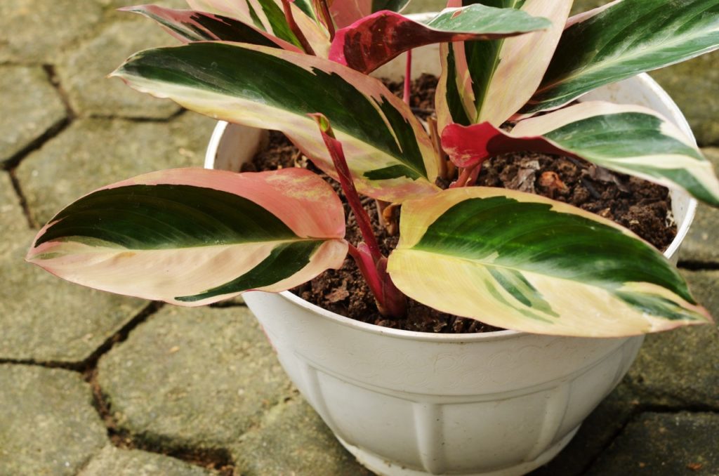 potted Stromanthe sanguinea plant with variegated green, pink and cream leaves