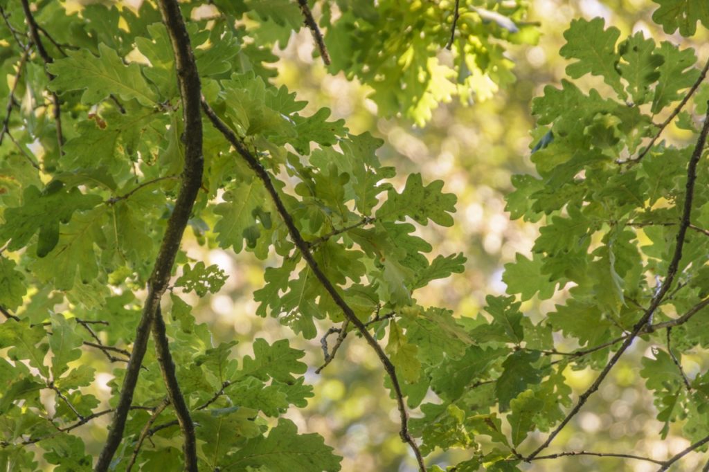 oak tree with lobed leaves appearing in clusters