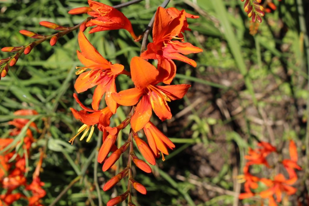 crocosmia masoniorum shrub with arching stems bearing orange and red flowering buds