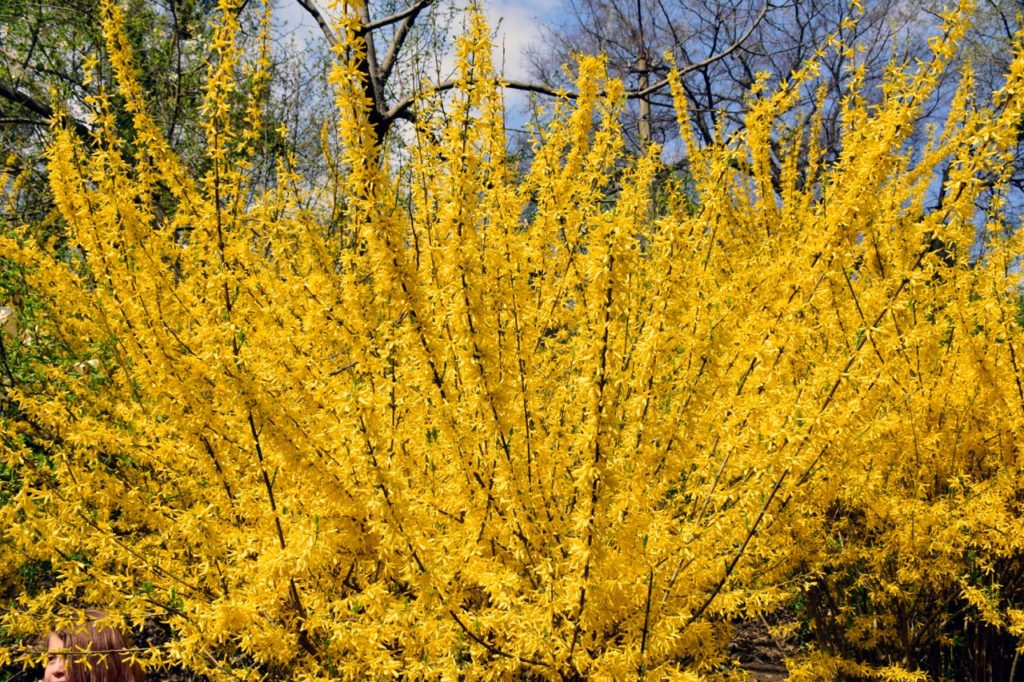 yellow flowering Forsythia × intermedia shrub with long black stems and a blue sky in the background