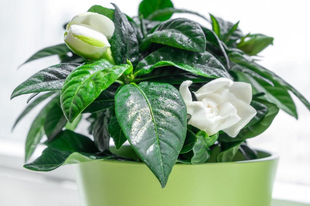 cape jasmine plant with oval green leaves and white ruffled flowers growing in a pot in front of a window