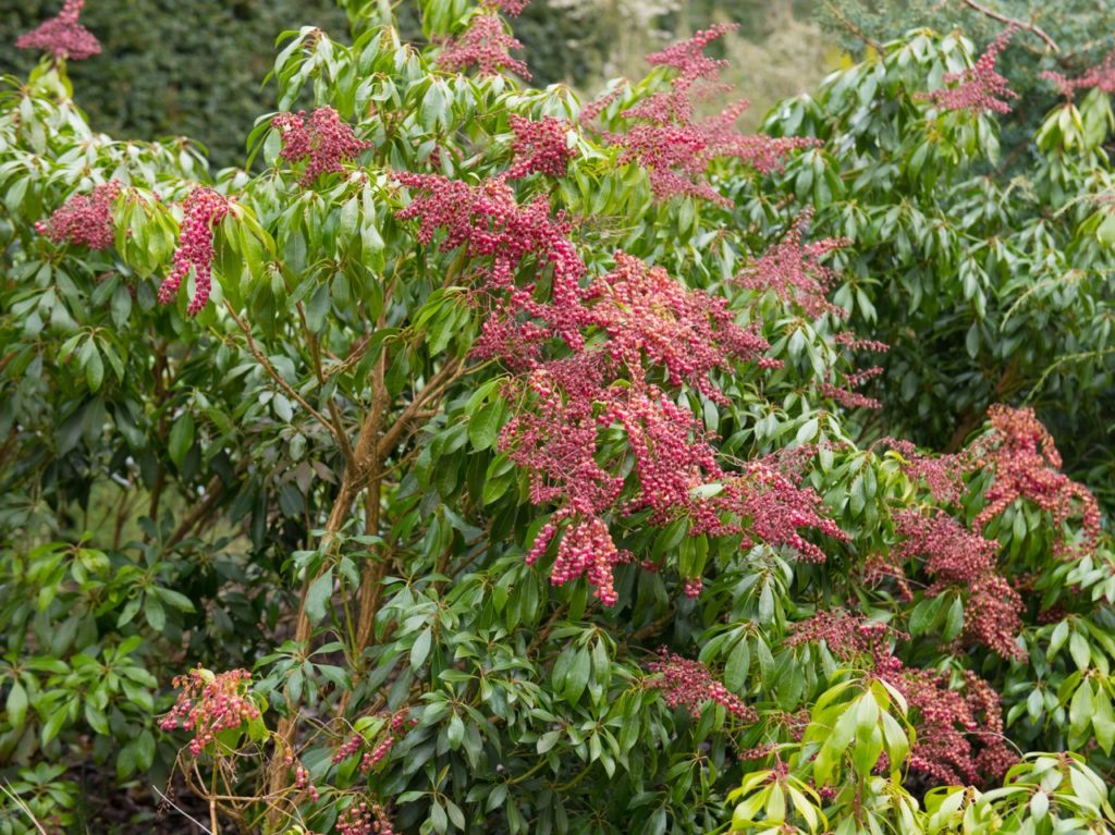 P. japonica 'valley valentine' with clusters of pink flowers growing from a green-leaved shrub
