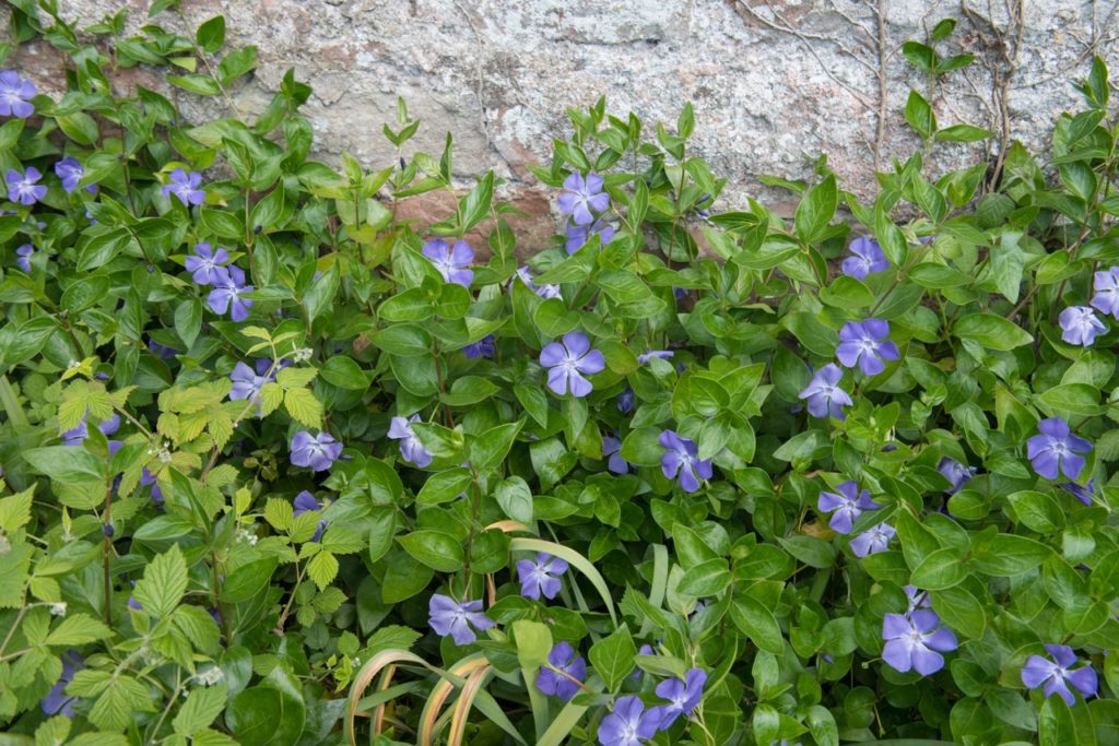 star-shaped indigo flowers from a periwinkle plant growing against a stony wall
