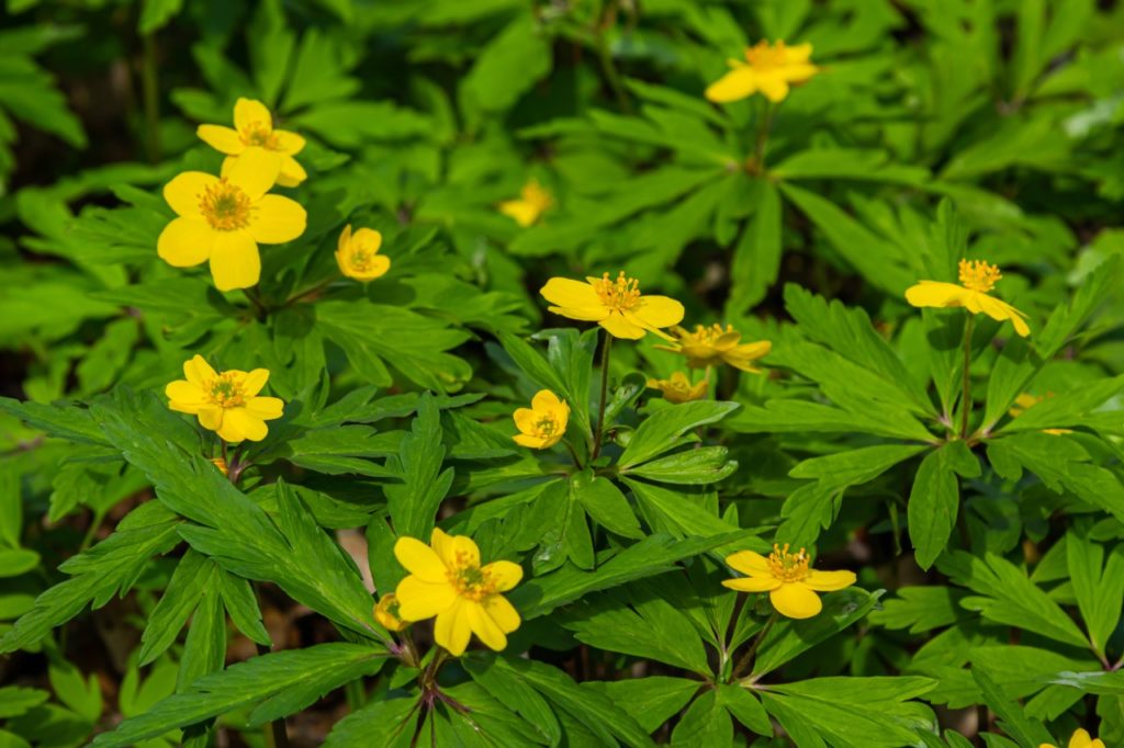 yellow flowering anemone shrub growing outside