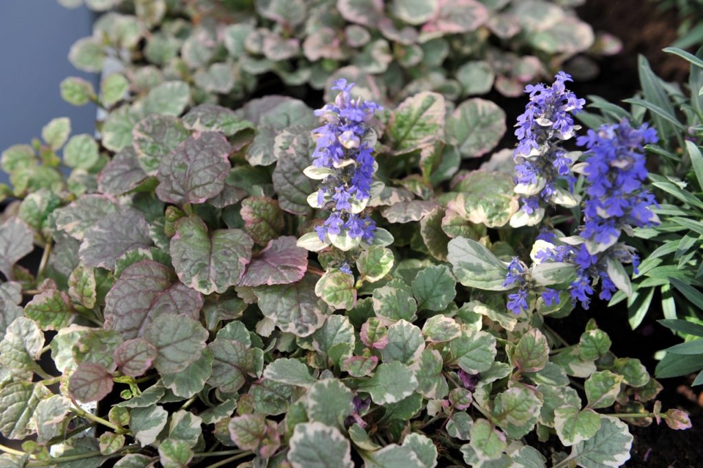 bugle plant with small variegated green, white and purple leaves and some small purple flowers