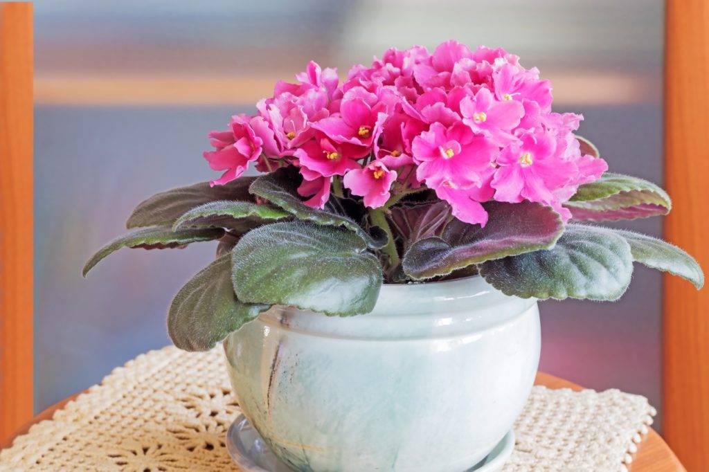 pink flowering African violet plant with ruffled petals and fuzzy dark green leaves growing in a white pot on a table indoors