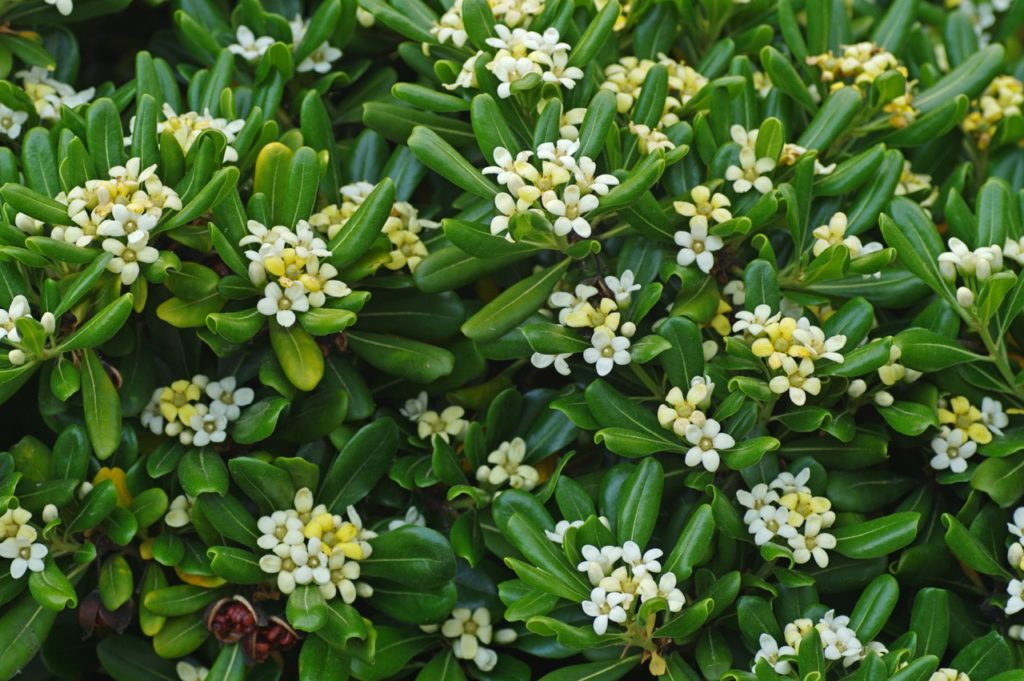 Japanese pittosporum with waxy green leaves and clusters of tiny star-shaped white flowers 