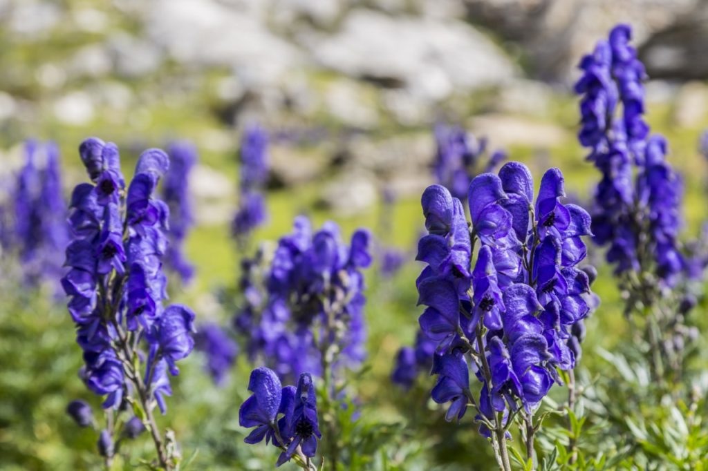 blue flowers growing on tall stems from Aconitum napellus plants