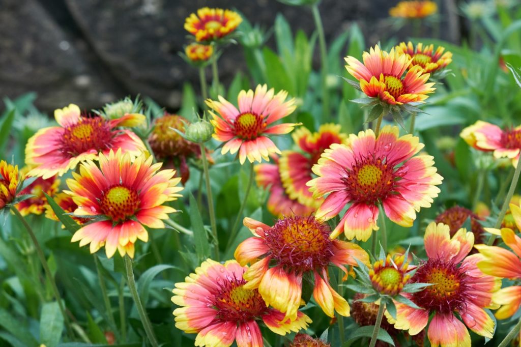 firewheel plants with red and yellow daisy-like flowers