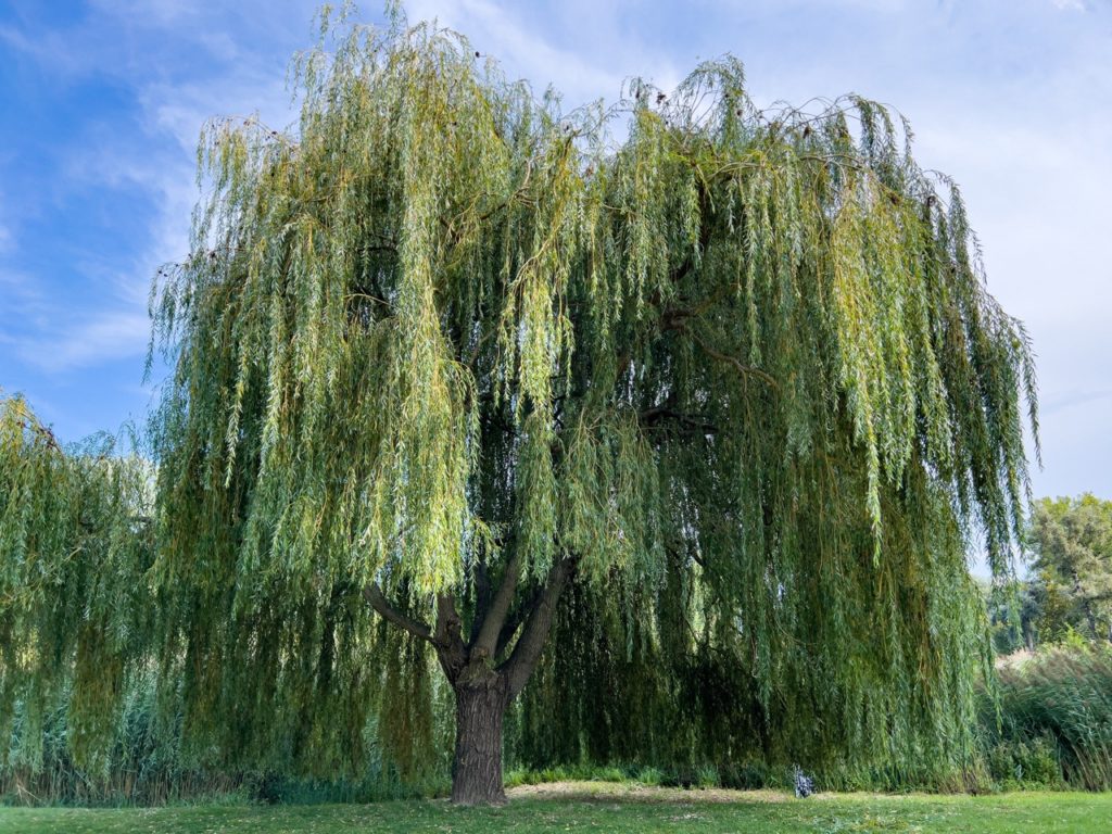 mature salix with cascading branches adorned by an abundance of green foliage