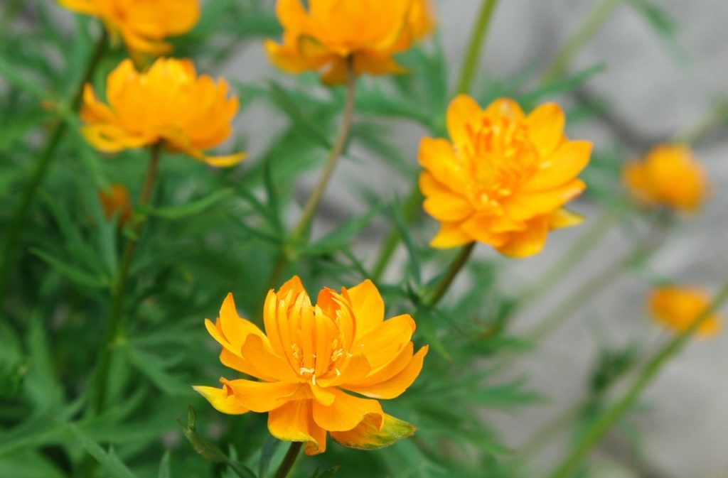 globe flowers growing outside