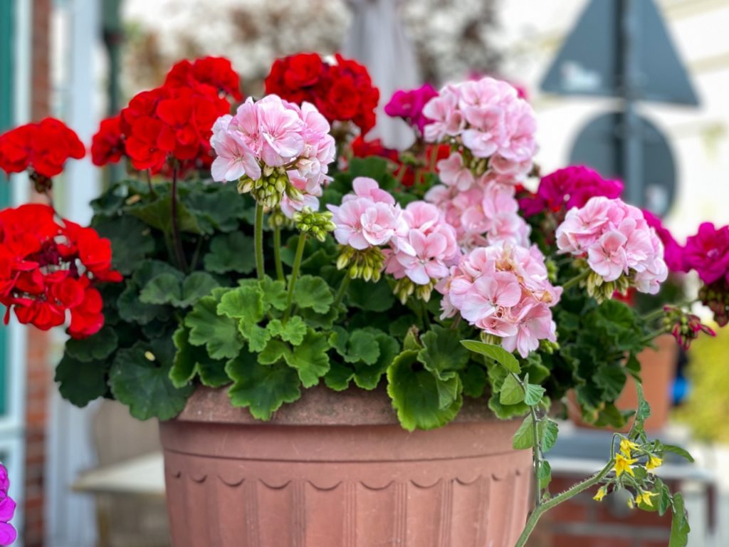 pink and red flowering geraniums growing in a large container outside