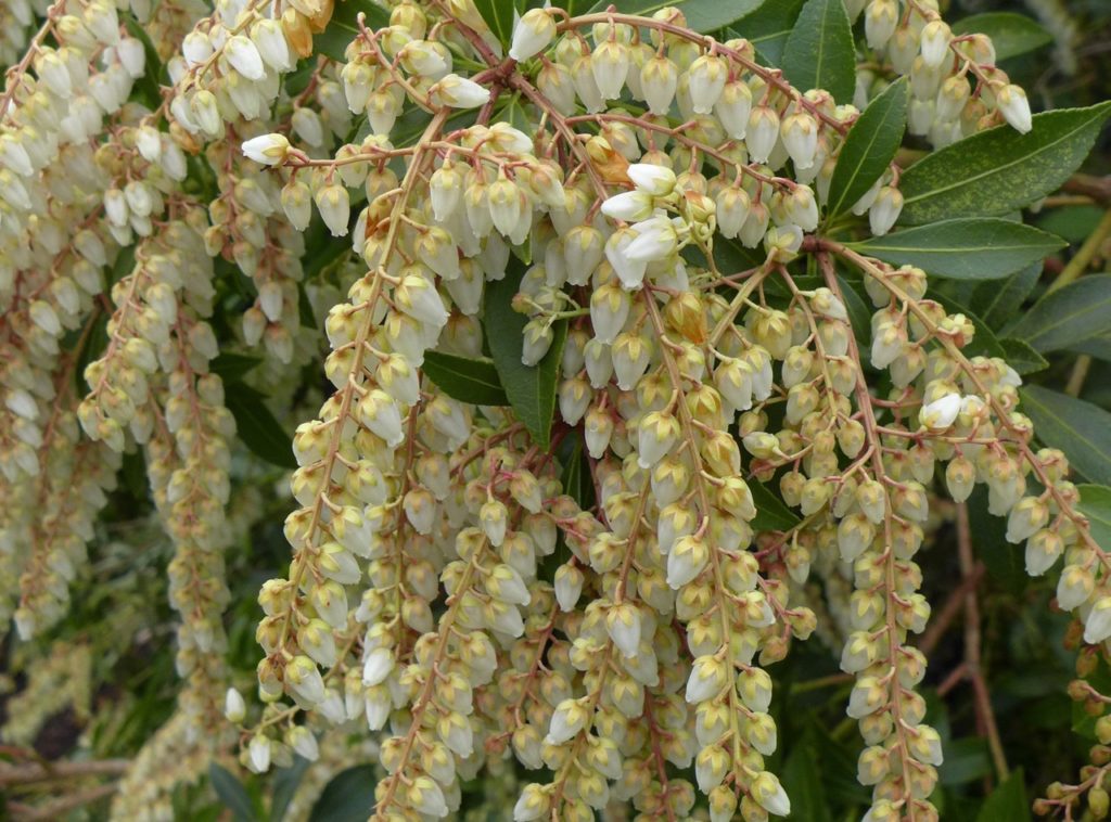 white flowering Pieris with yellow stems