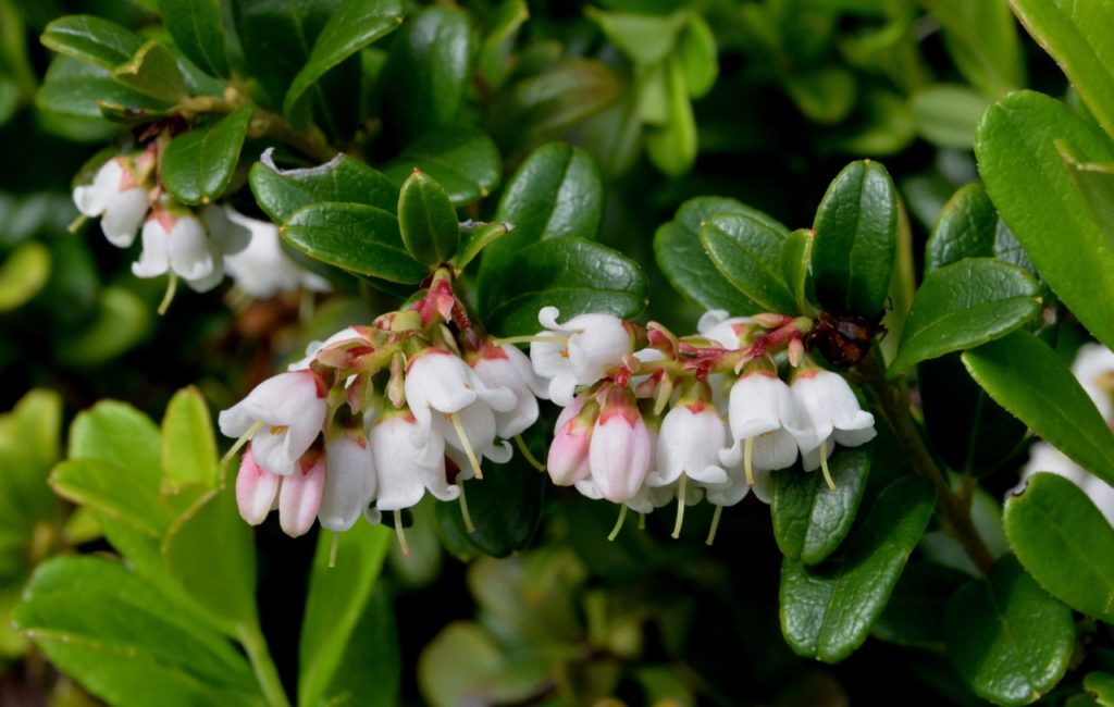 small white bell-shaped flowers from a cowberry shrub with waxy dark green foliage 