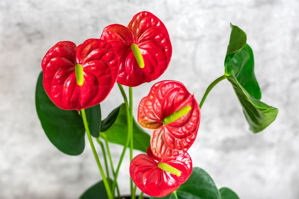 red anthurium andraeanum plant with heart-shaped green leaves, red spathes and creamy-green spadices growing indoors in front of a grey wall